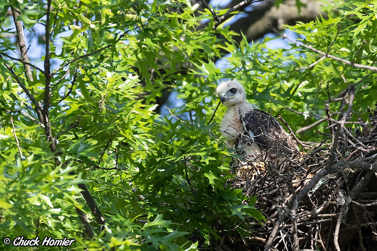Nestling Red-Tail