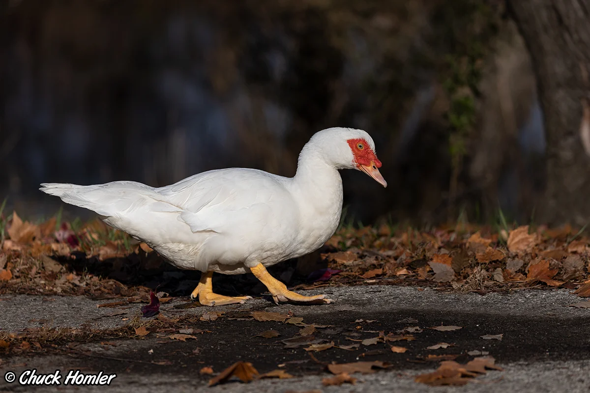 muscovy-duck.jpg