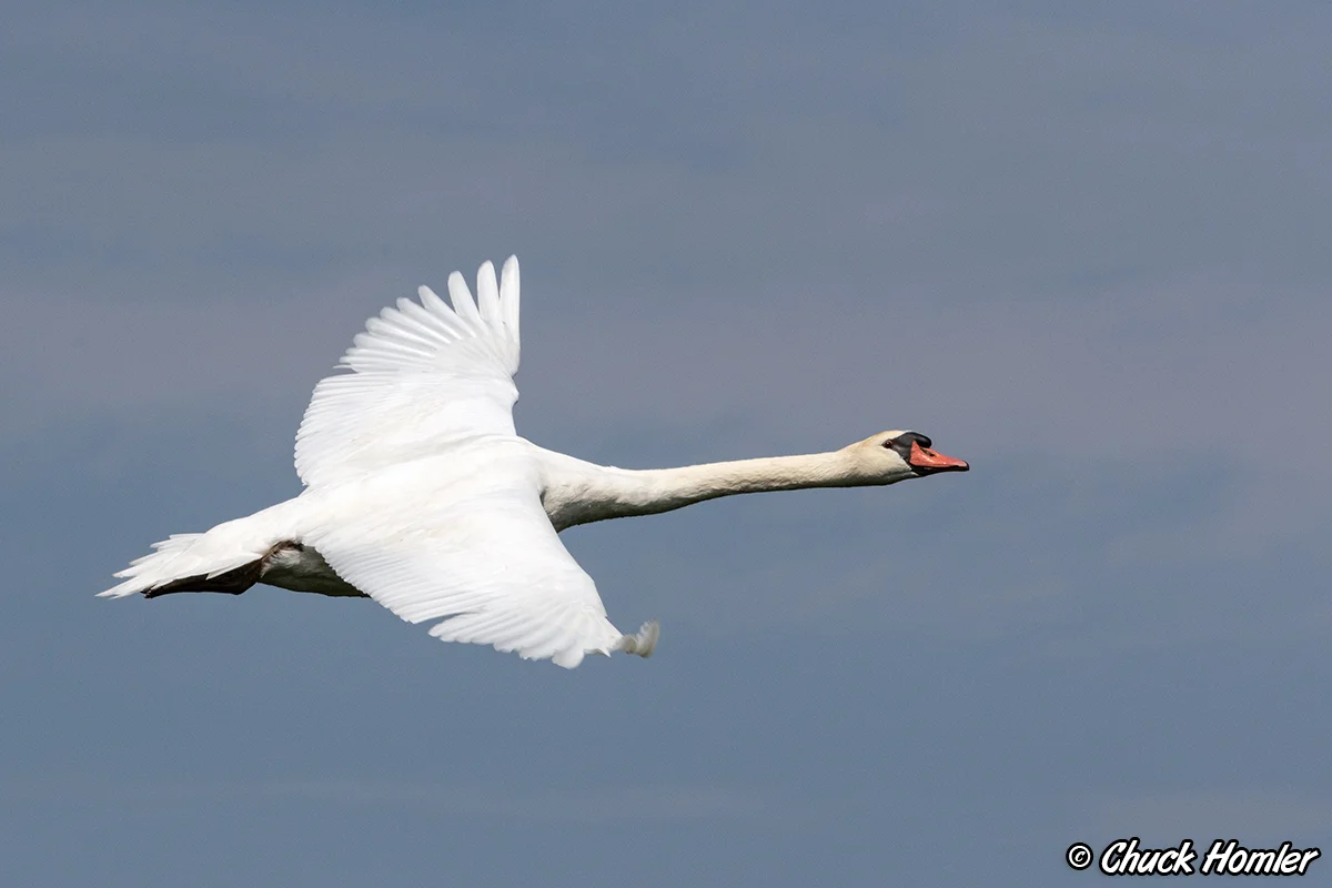 swan-in-flight.jpg