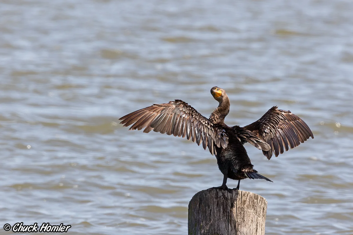 Double-Crested Cormorant