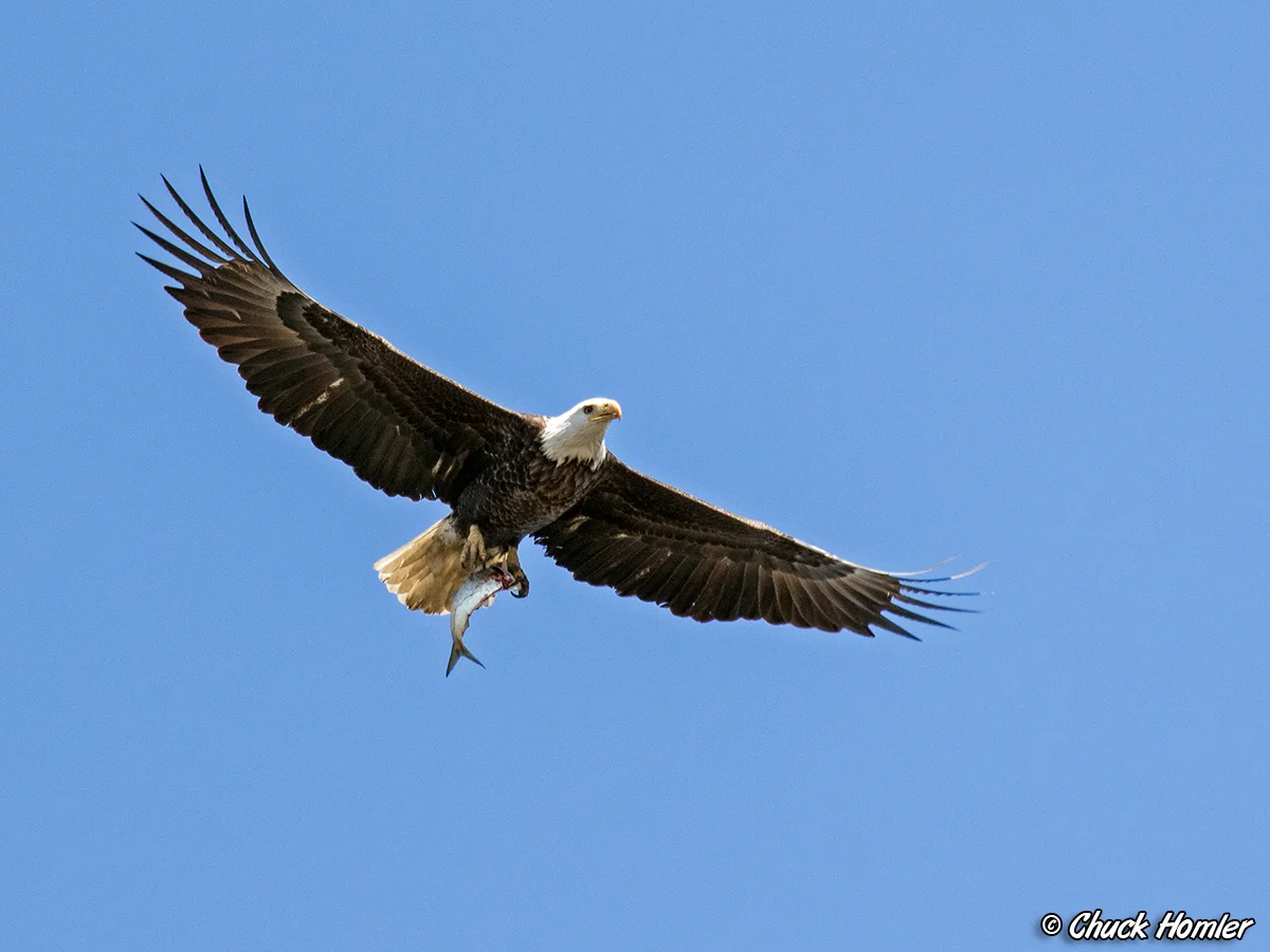 Bald-Eagle-with-Fish.jpg