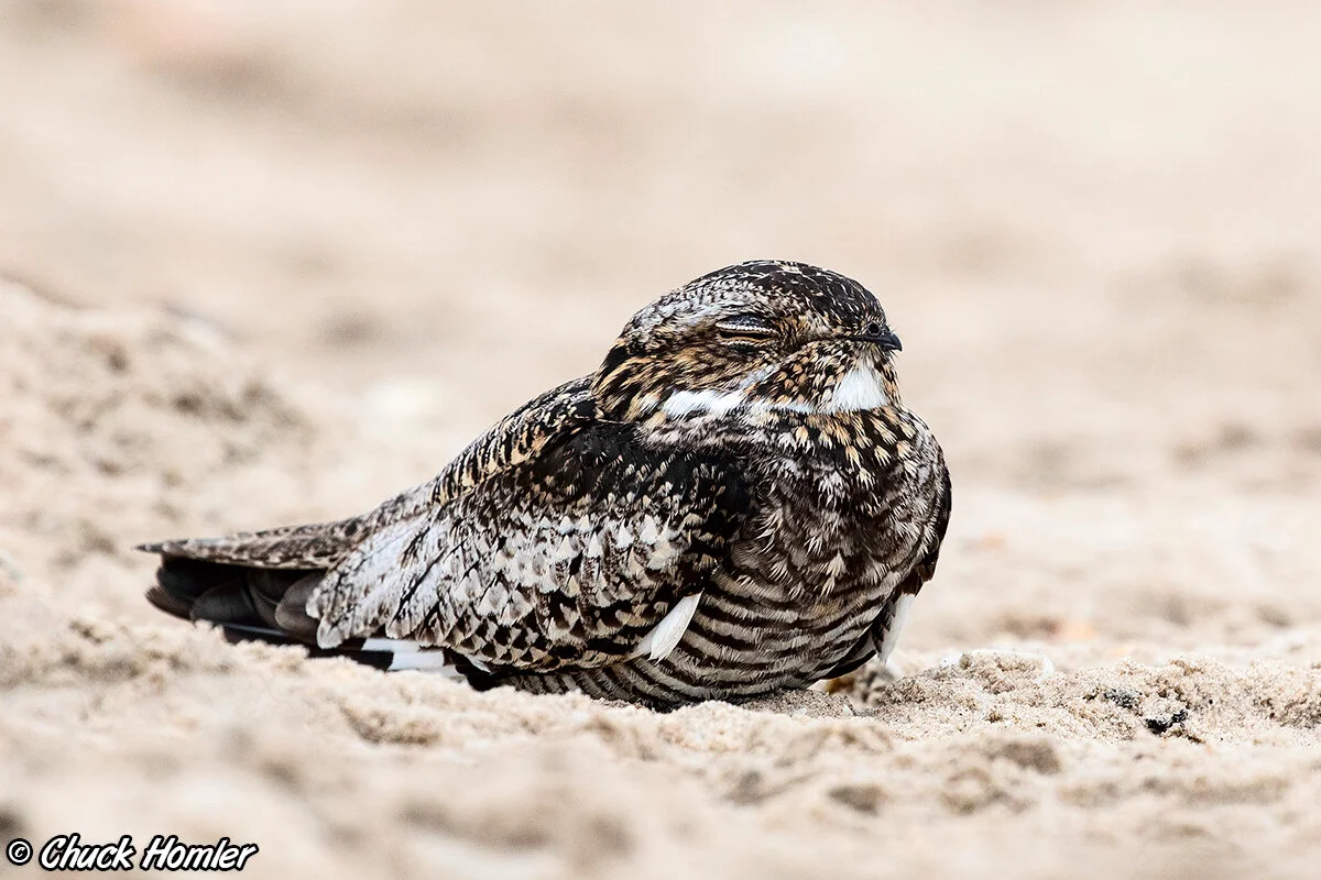 Lesser Nighthawk