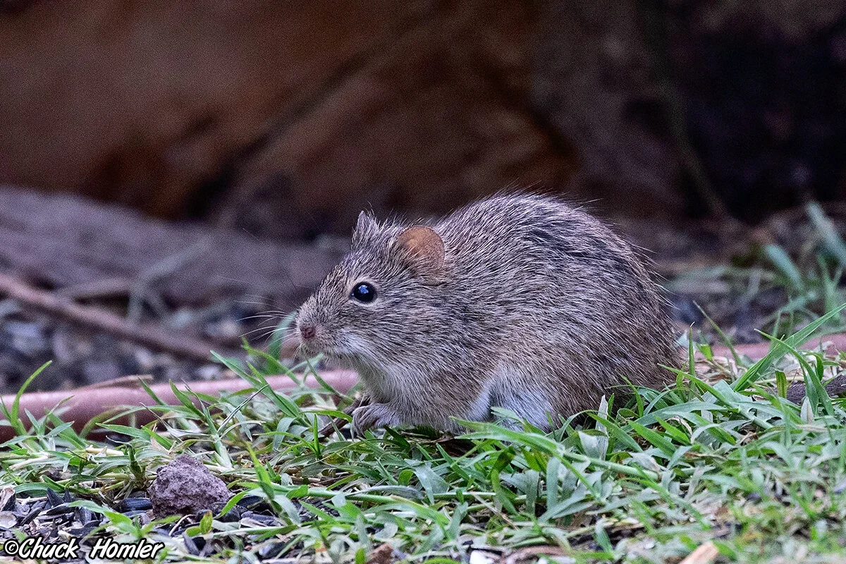 Hispid Cotton Rat