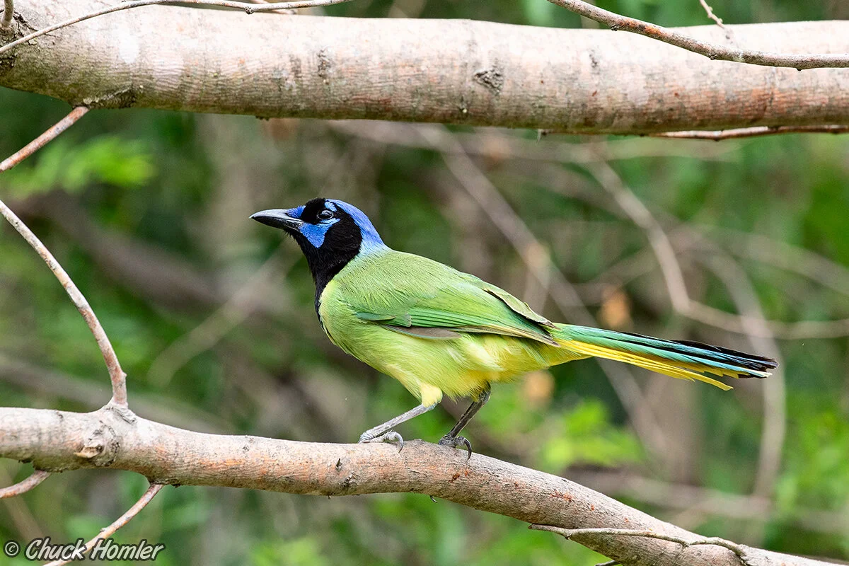 Green Jay