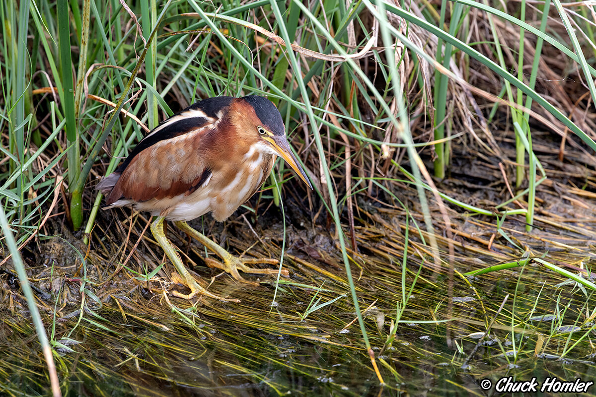 Least Bittern