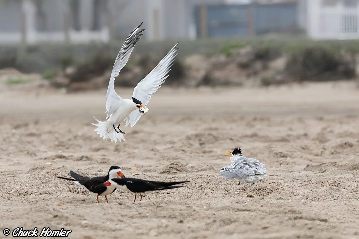 Royal-Tern-with-Fish.jpg