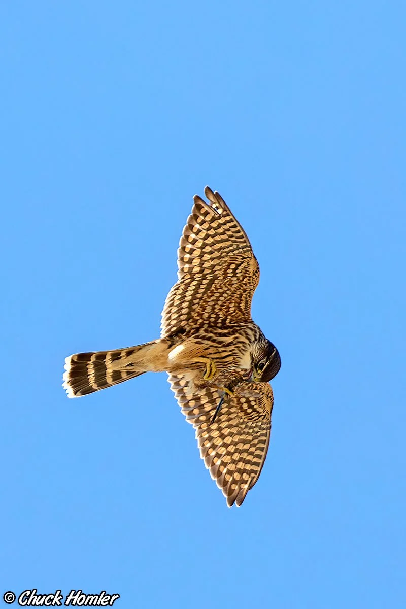 Kestrel-with-Dragonfly.jpg