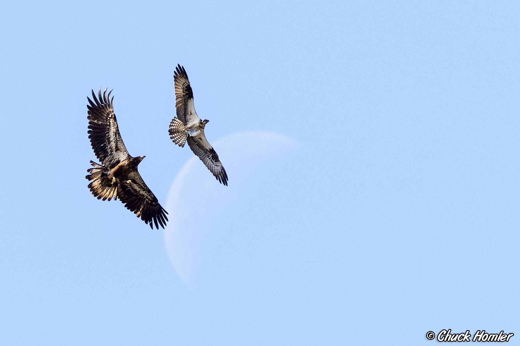 Eagle chases Osprey