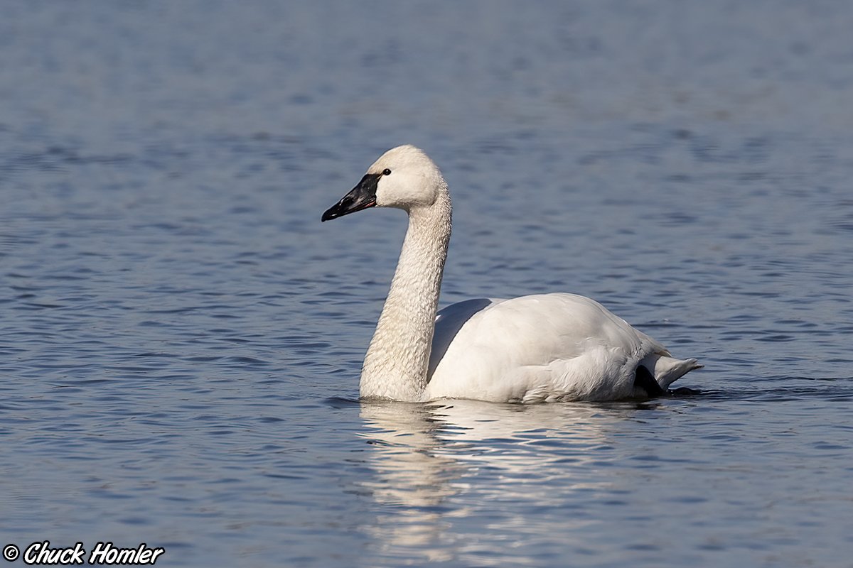 Tundra Swan