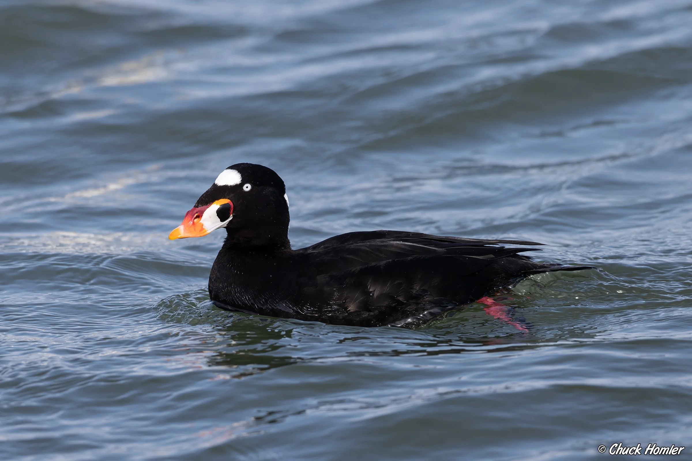 Drake Surf Scoter