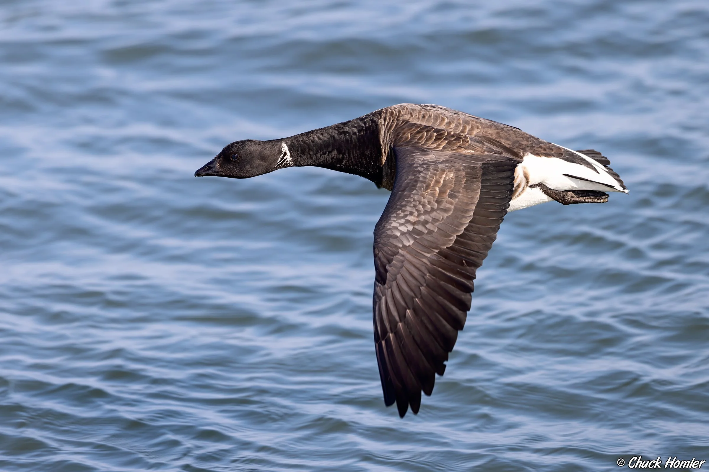 Atlantic Brant