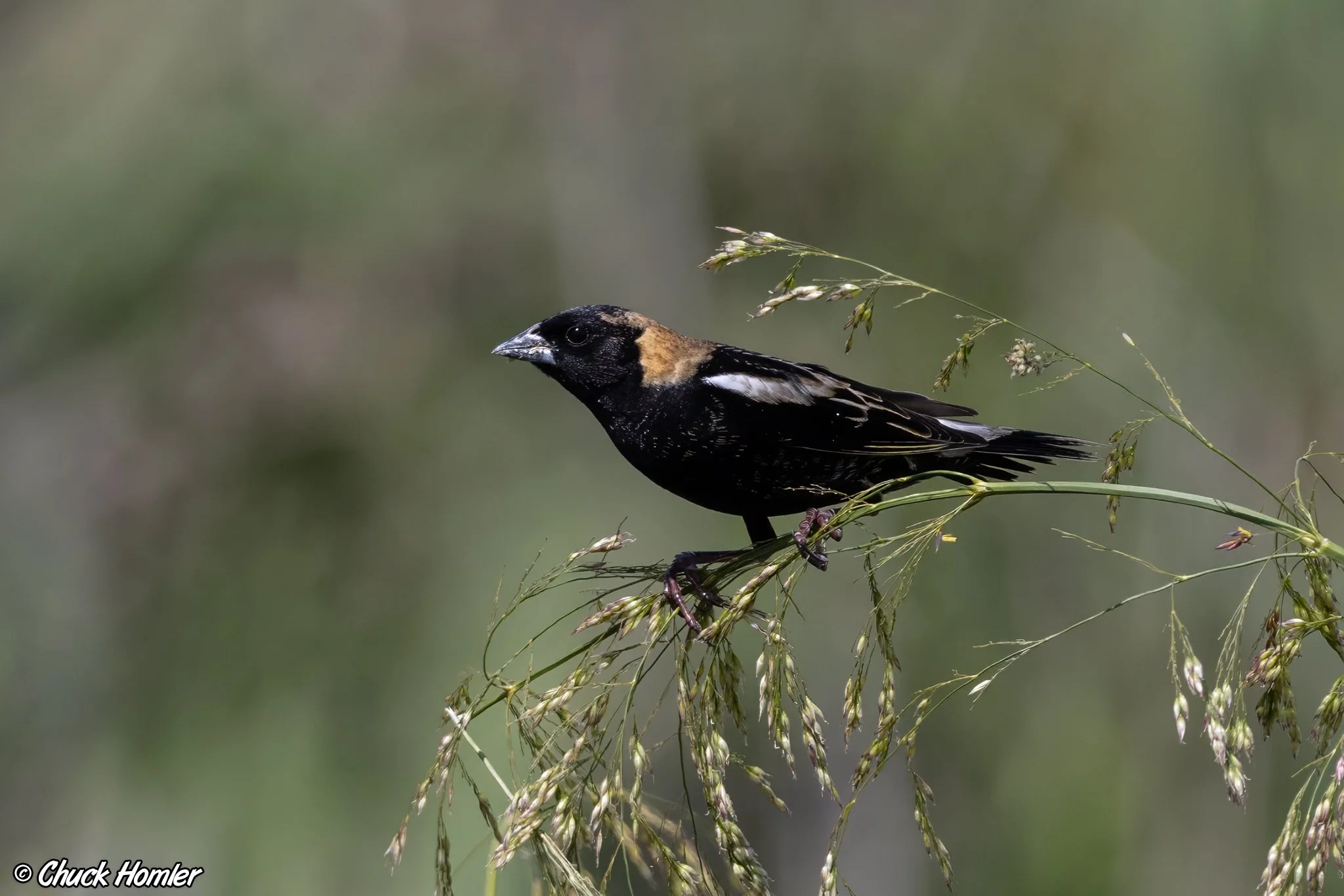 Bobolink