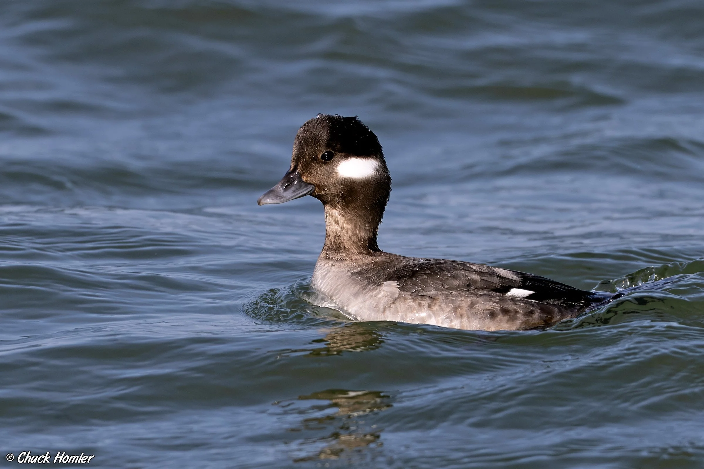 Bufflehead (Hen)