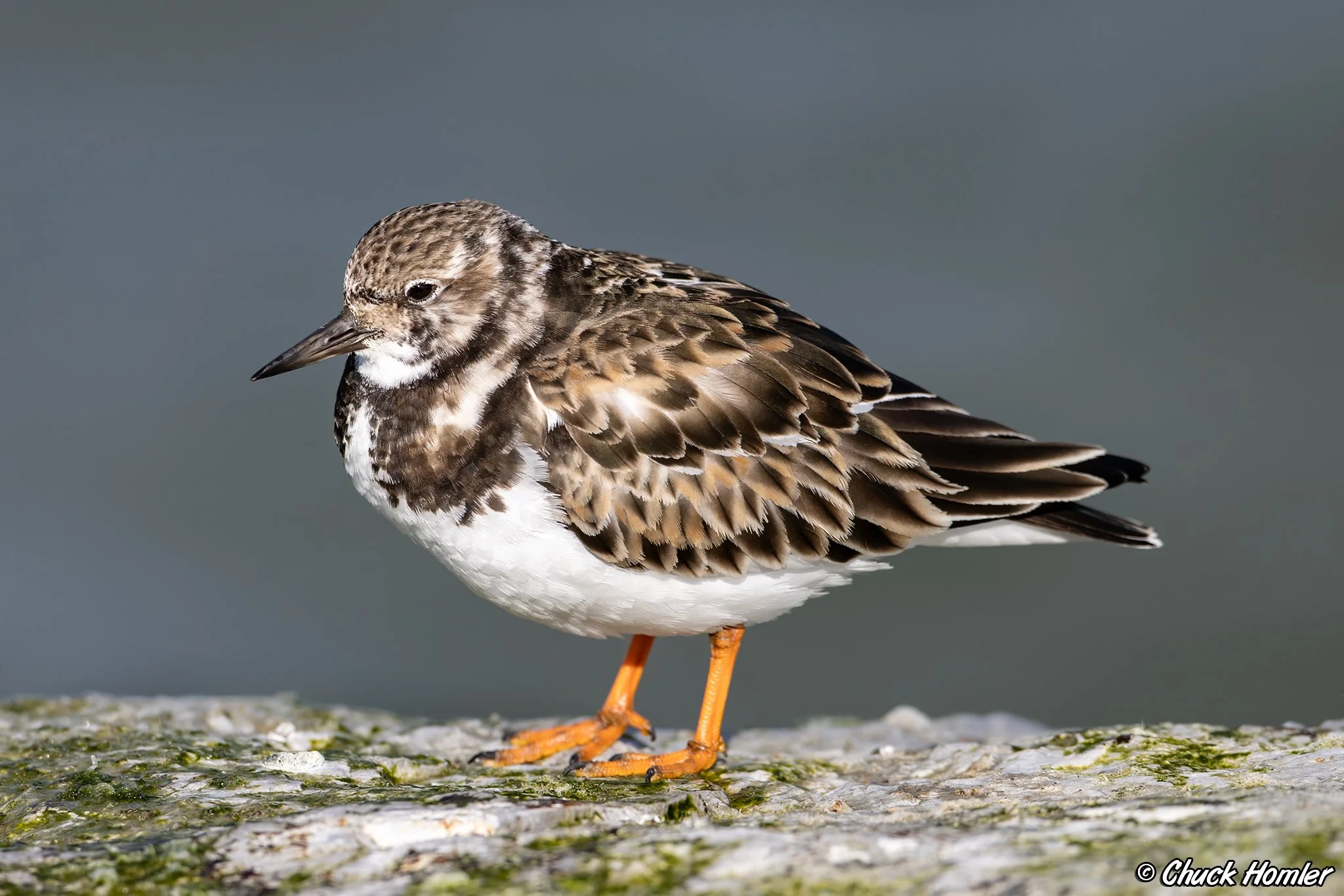 Ruddy Turnstone