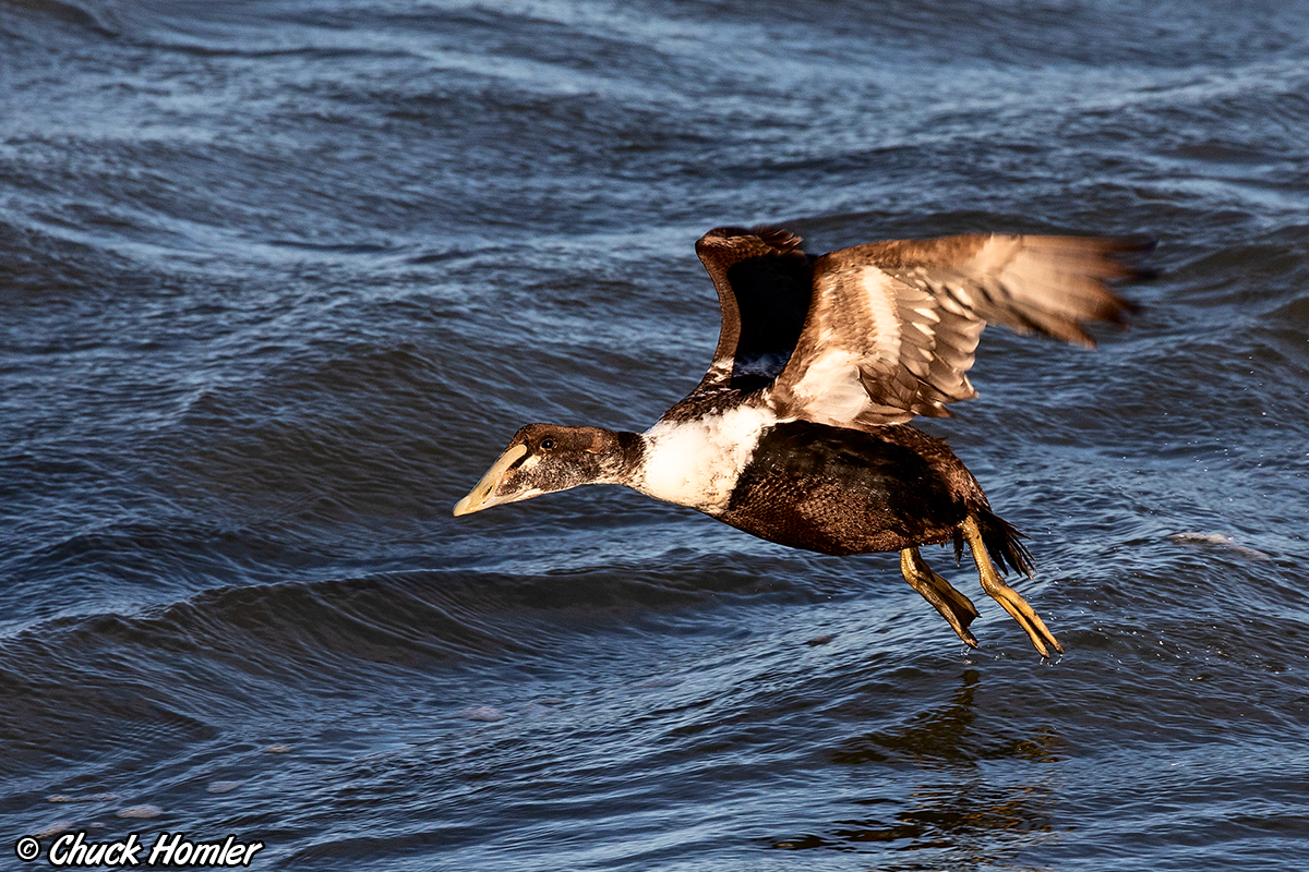 King Eider (Immature Drake)