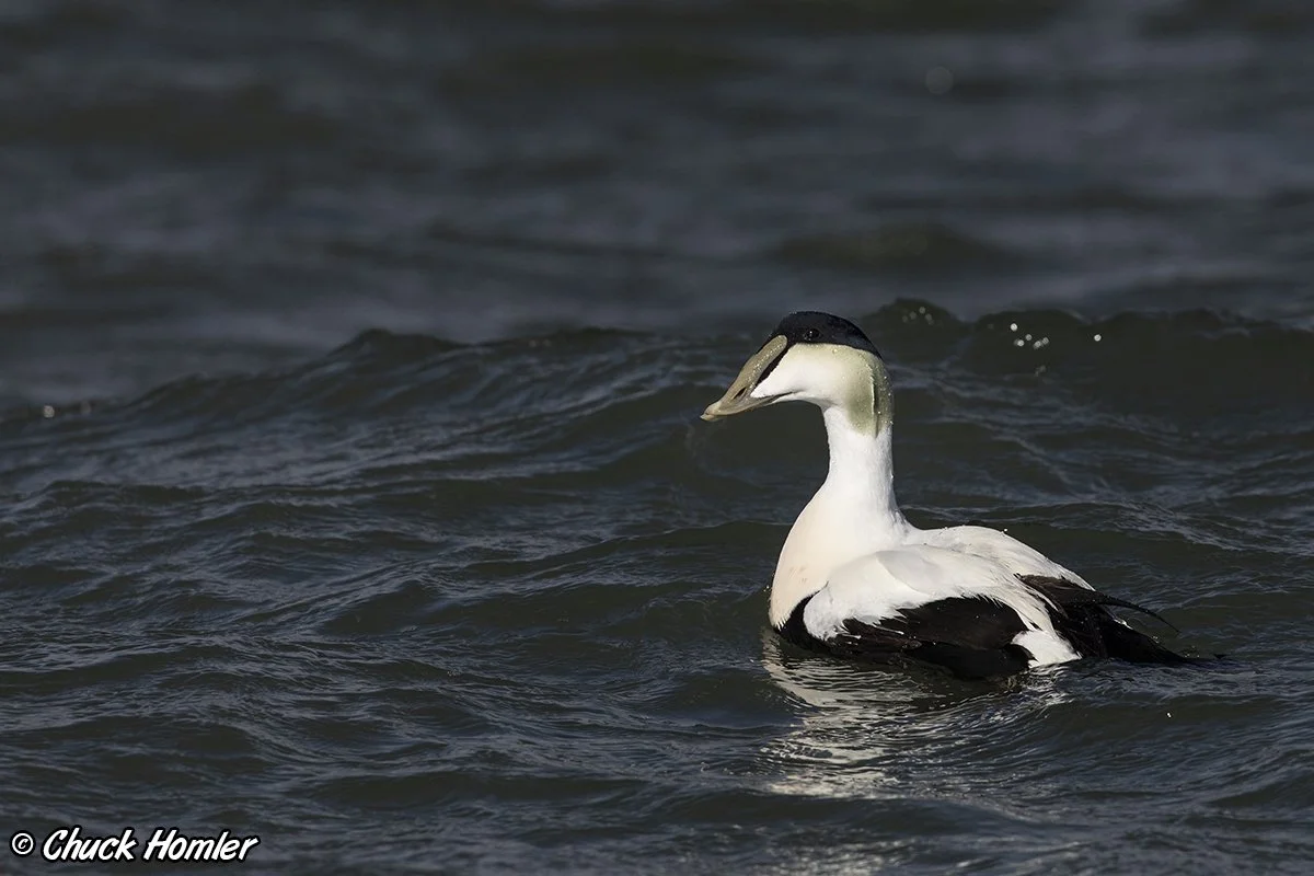 Common Eider (Drake)