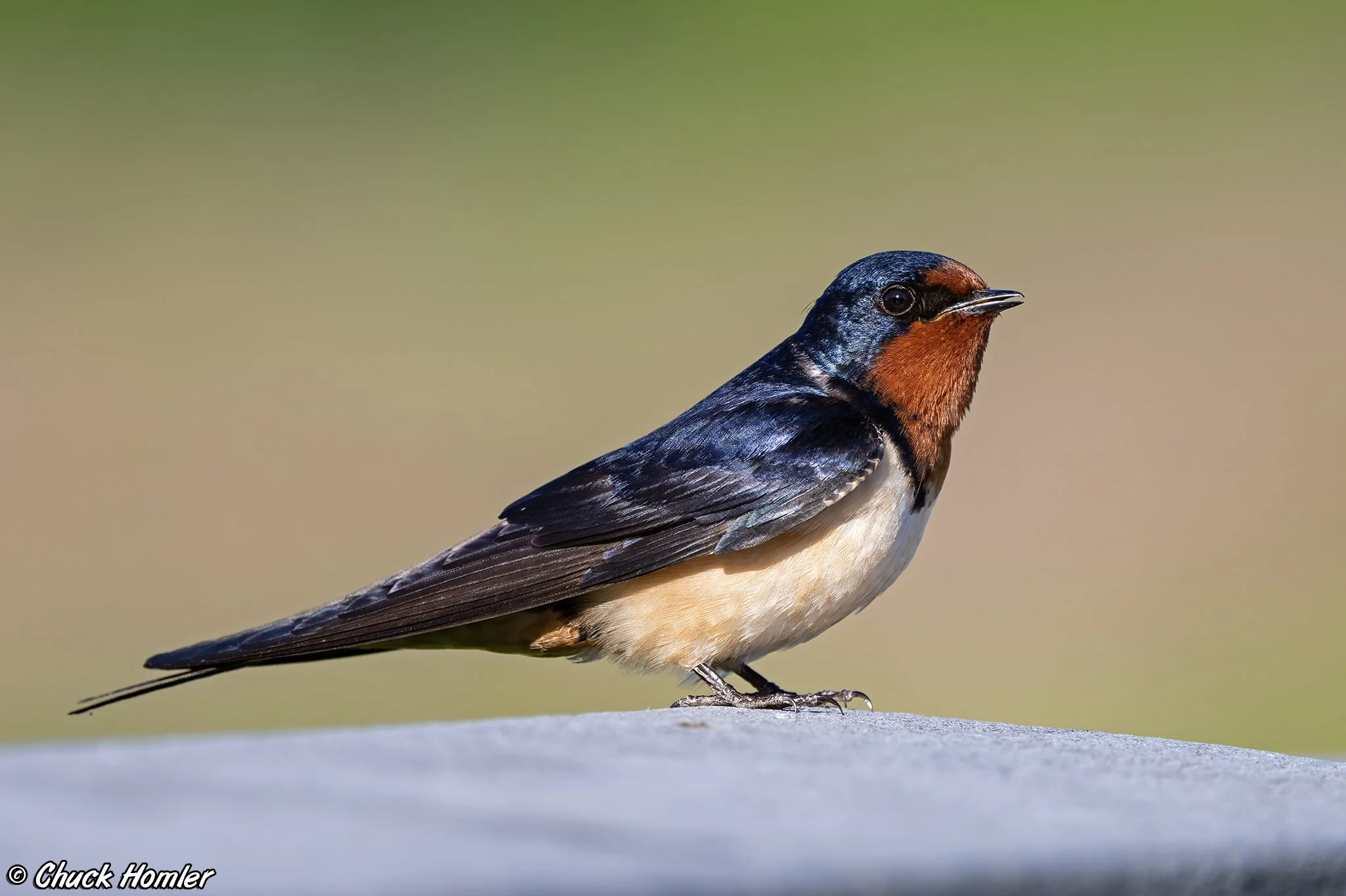 Barn Swallow