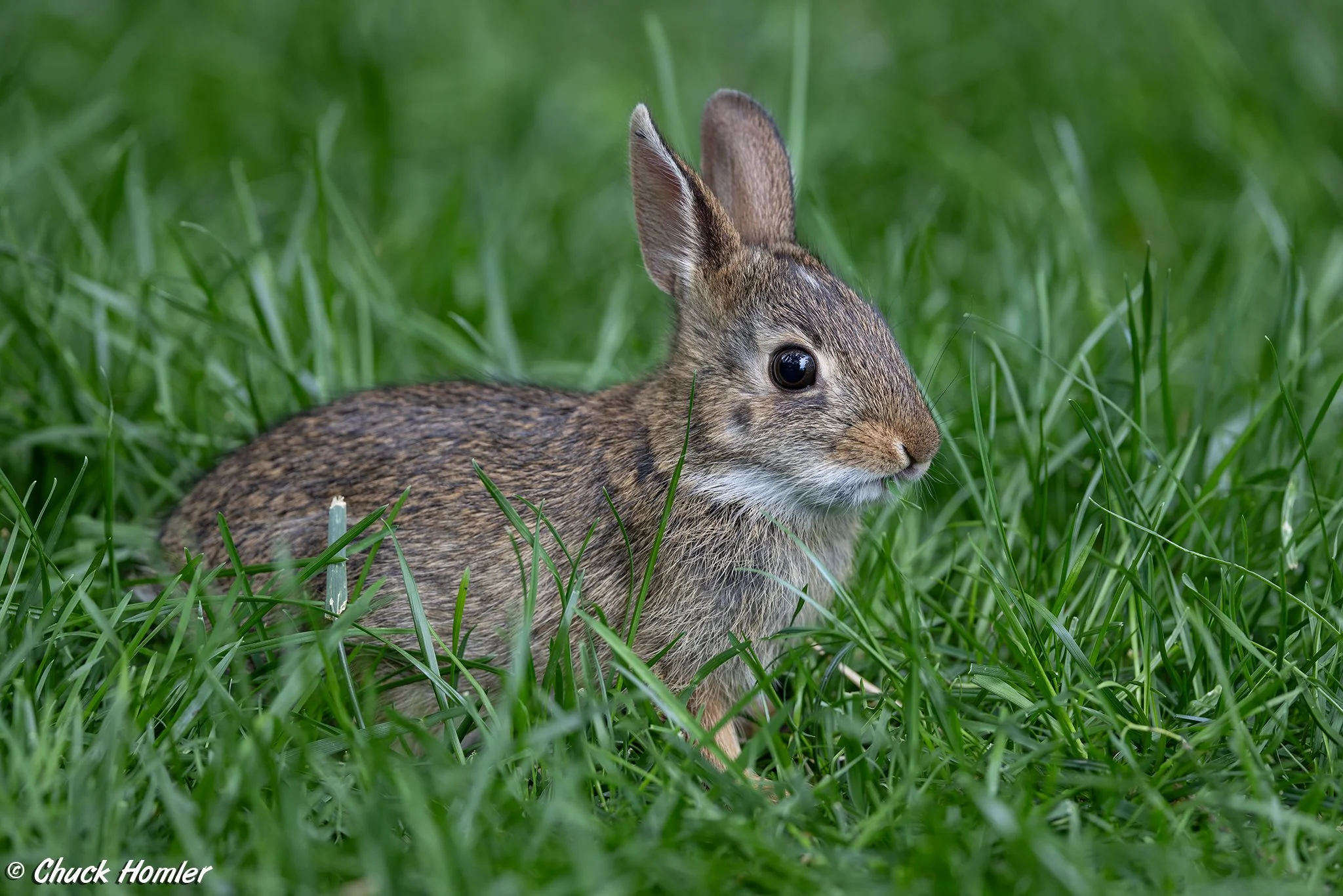 Eastern Cottontail (Kit)