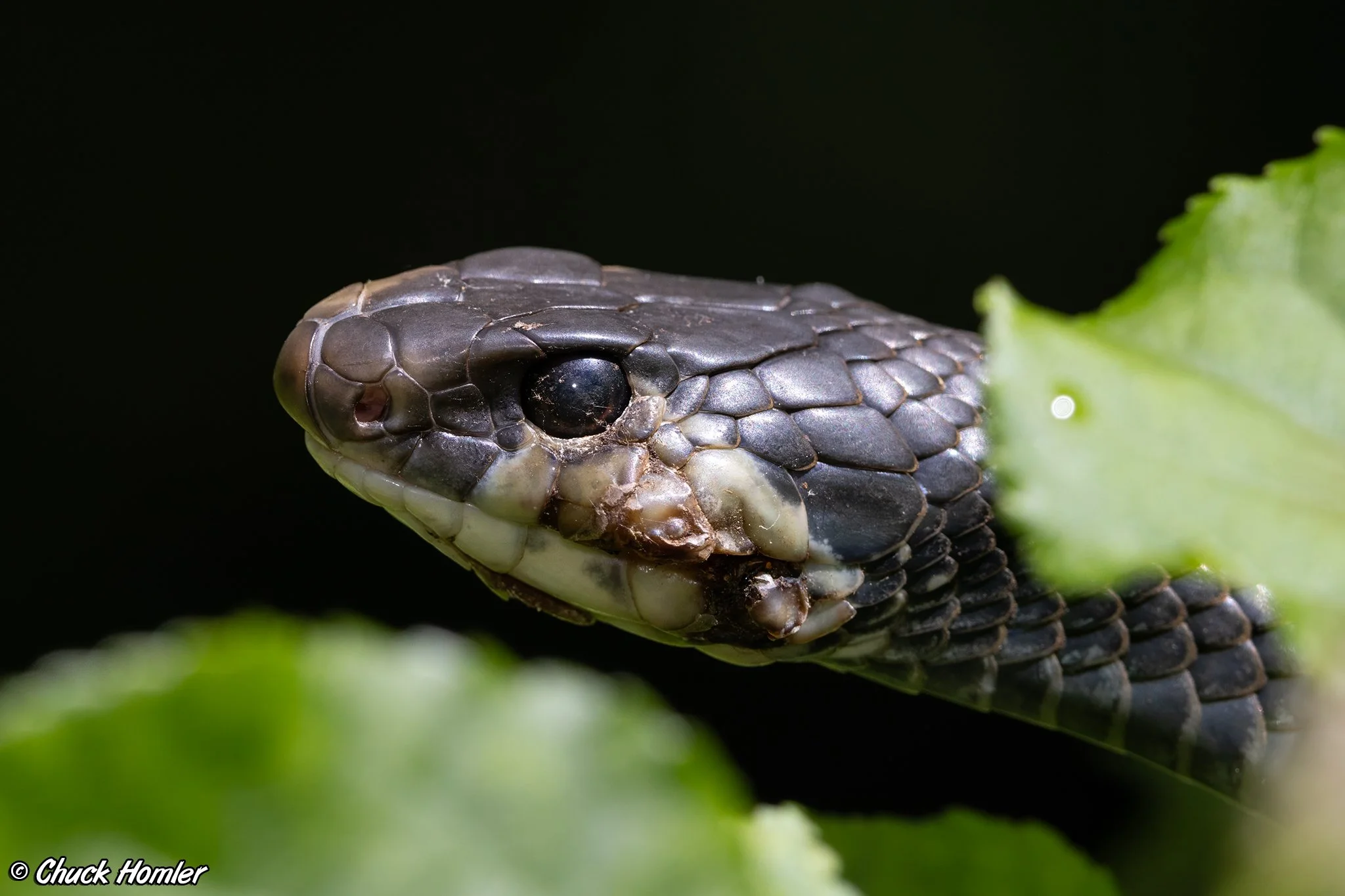 Black Rat Snake