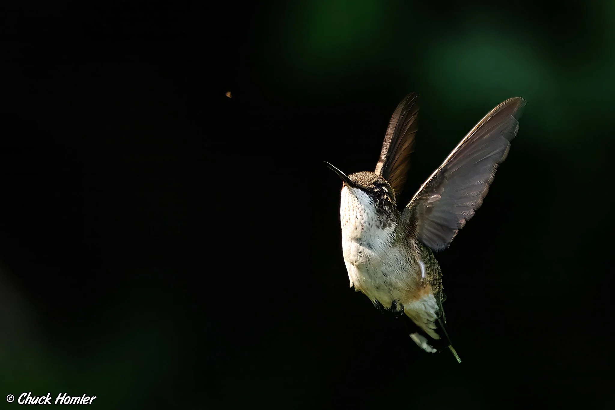 Ruby-Throated Hummingbird