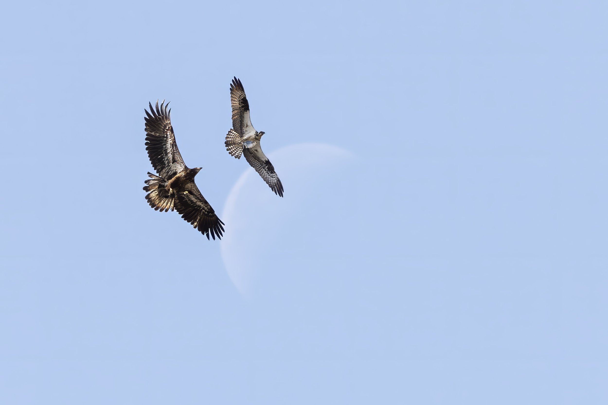 Juvenile Bald Eagle Chasing Osprey
