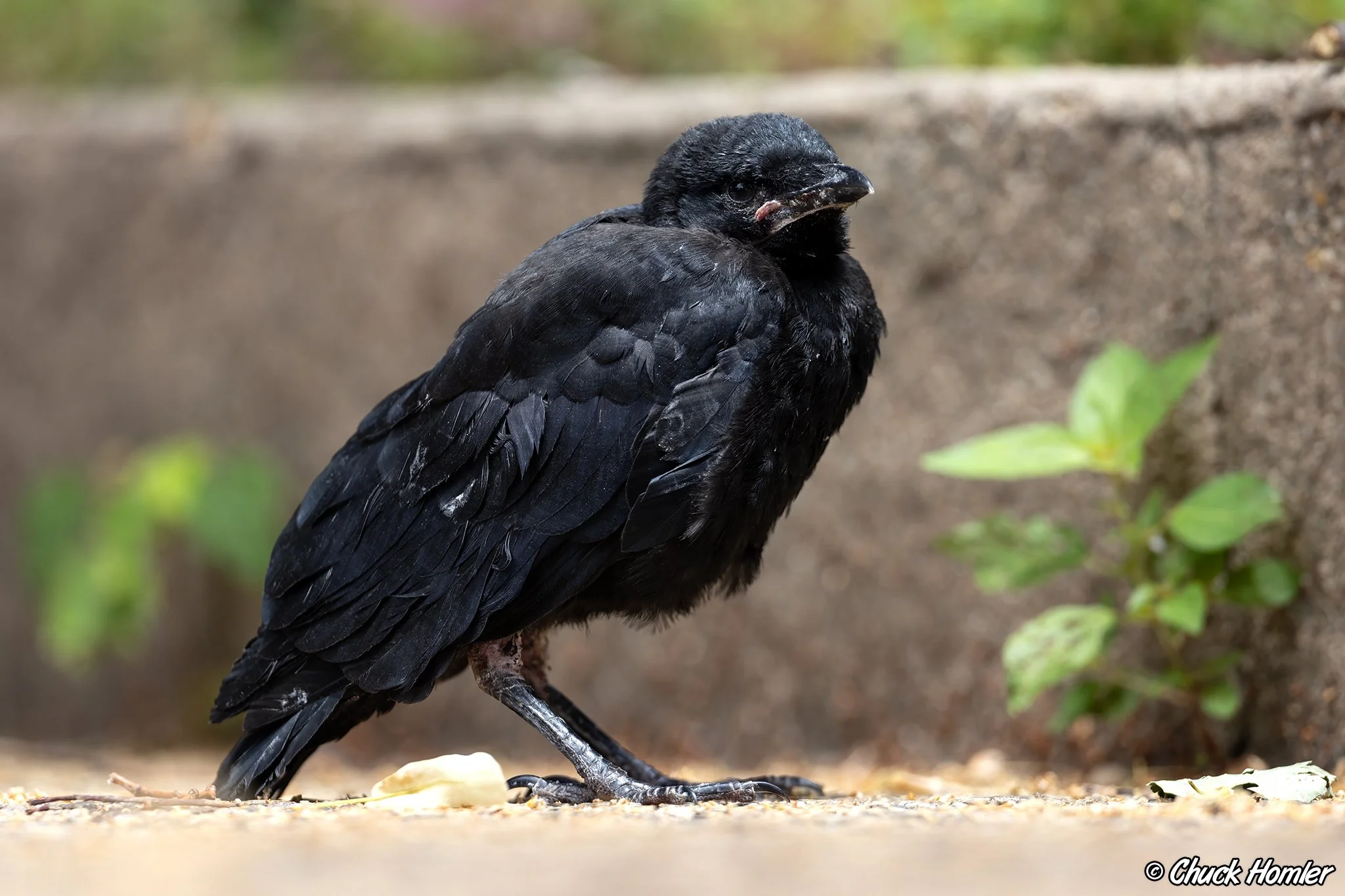 Fledgling Fish Crow