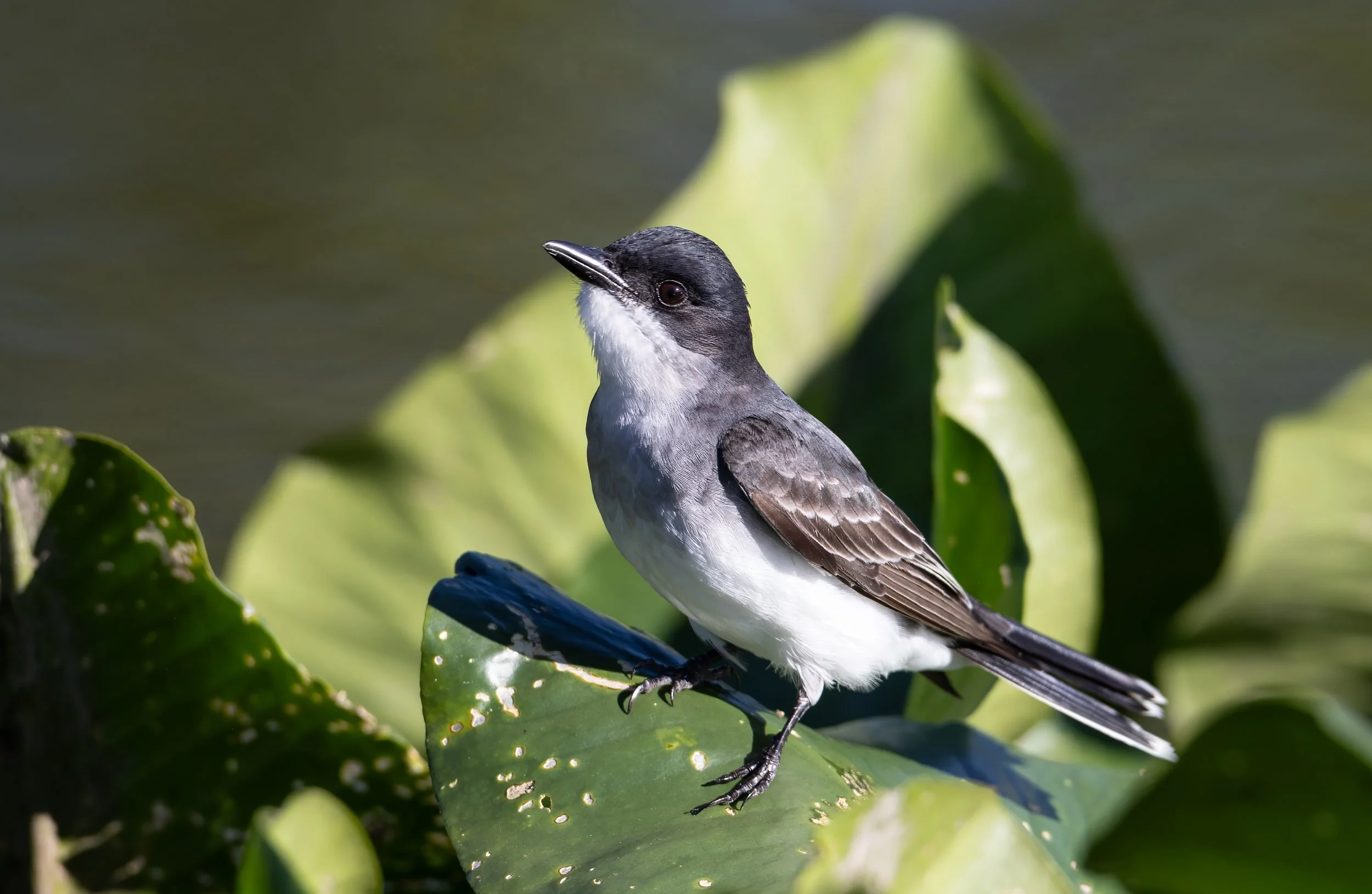Eastern Kingbird
