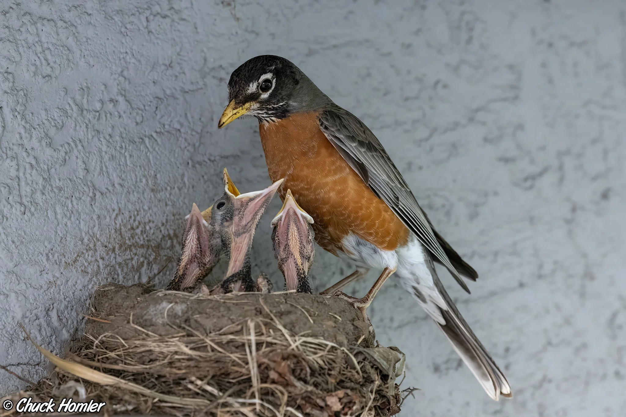 Robin's Nest