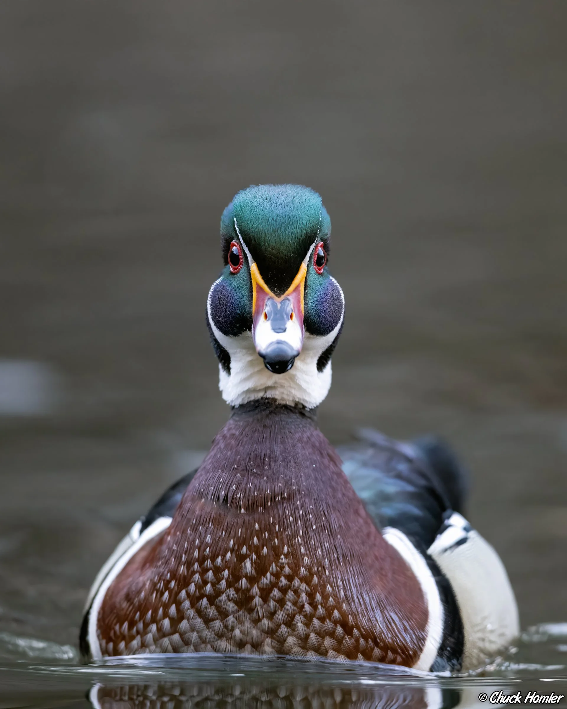 Wood Duck - Front View