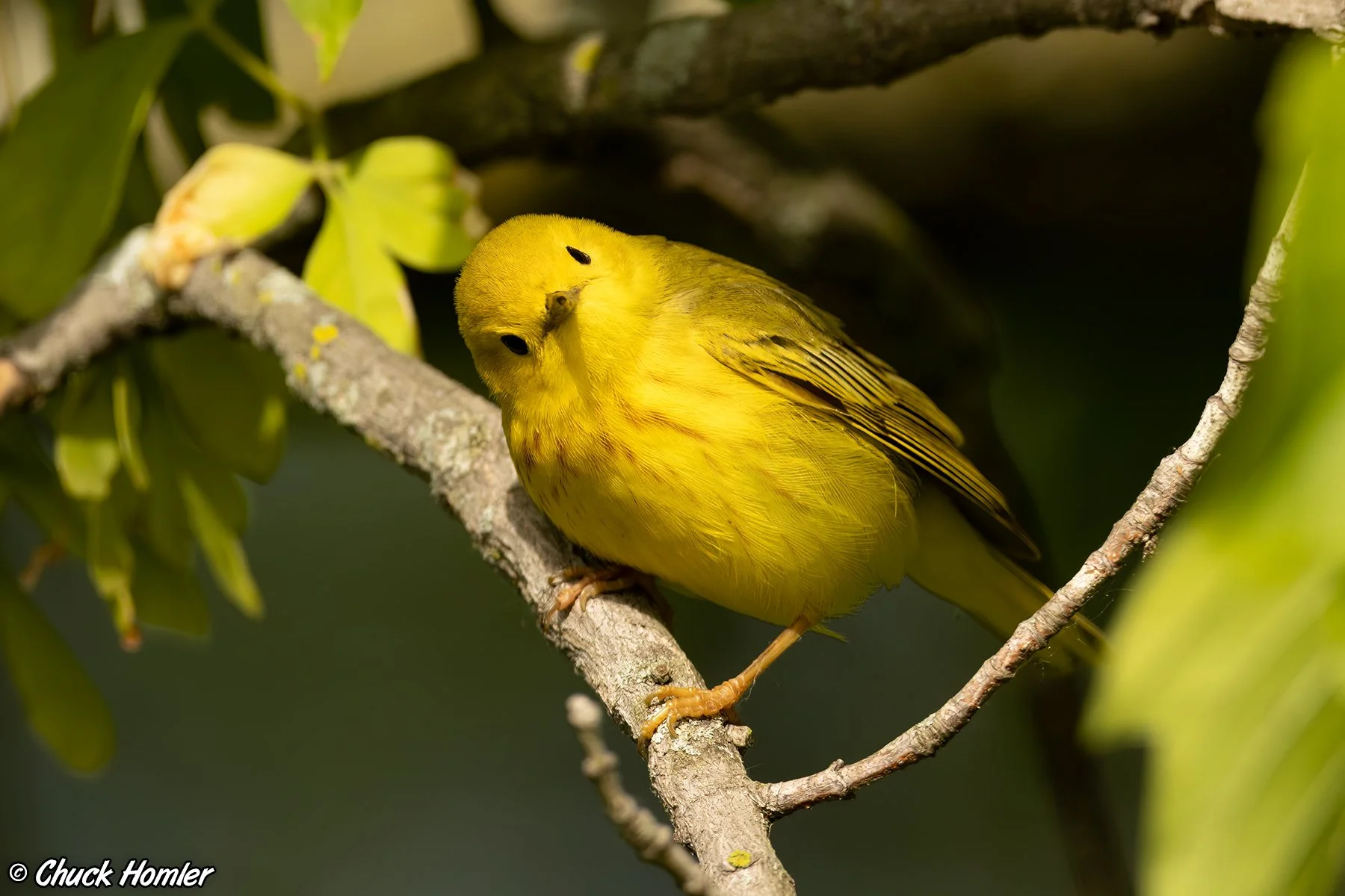 Yellow Warbler