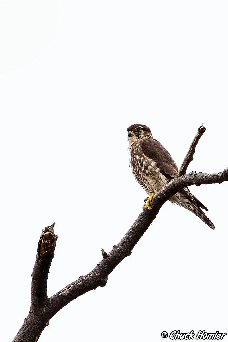 Merlin (Falcon)