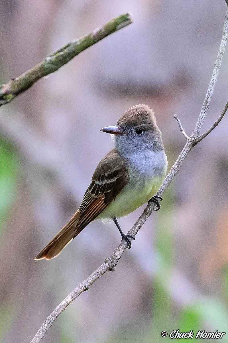Great-Crested Flycatcher