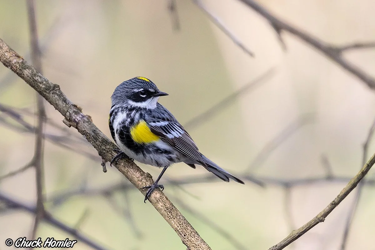Yellow-Rumped Warbler