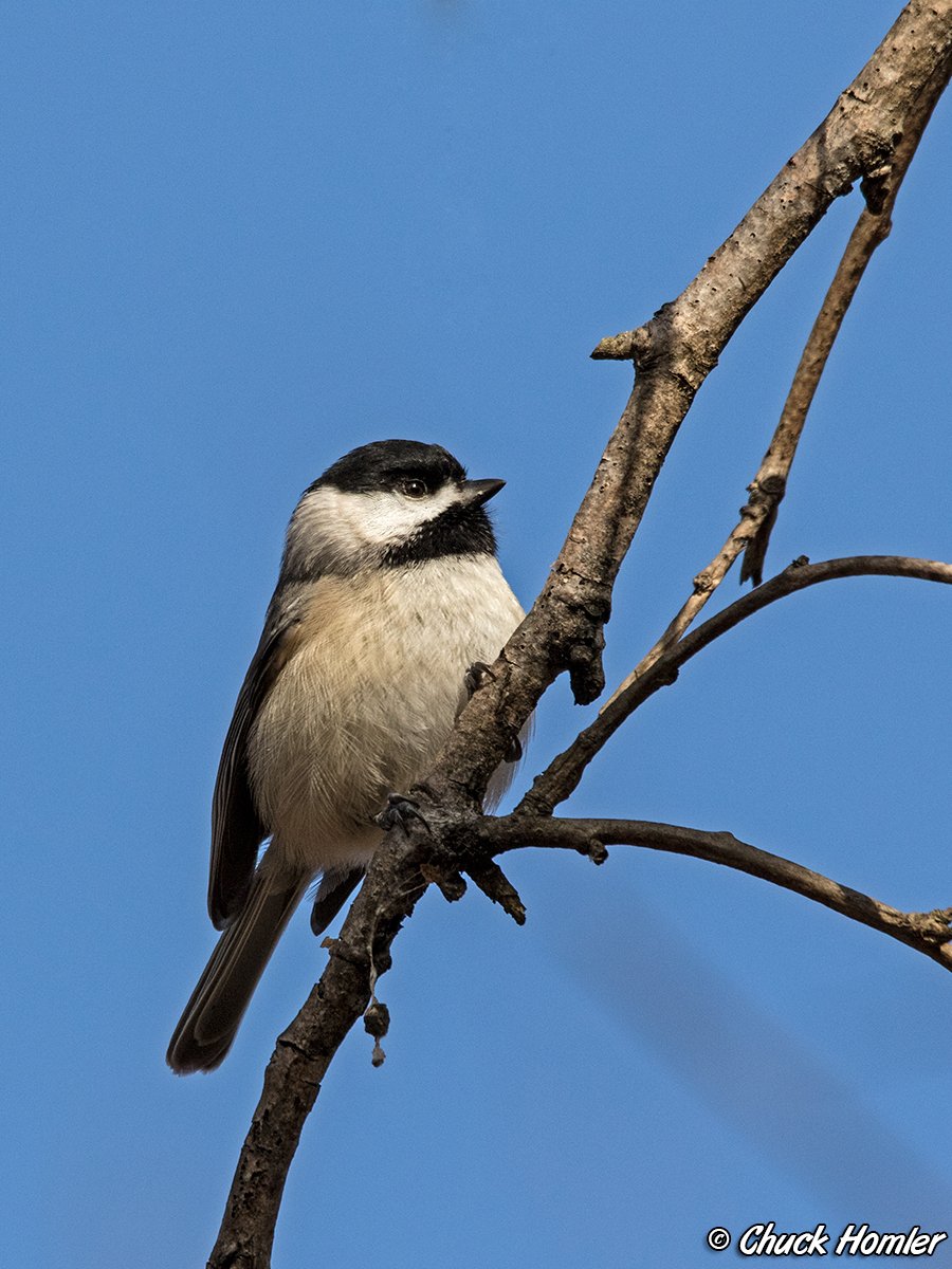Heinz-Carolina-Chickadee.jpg