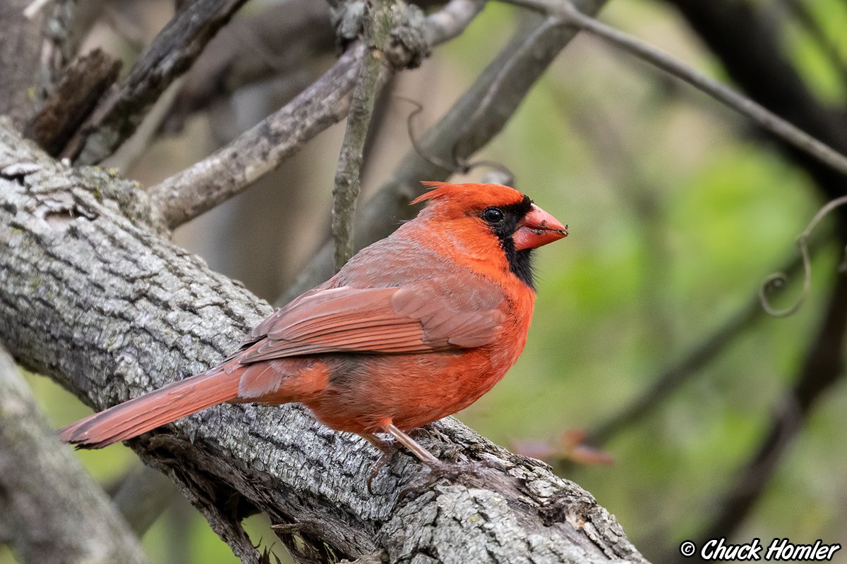 Northern-Cardinal-Heinz-1.jpg