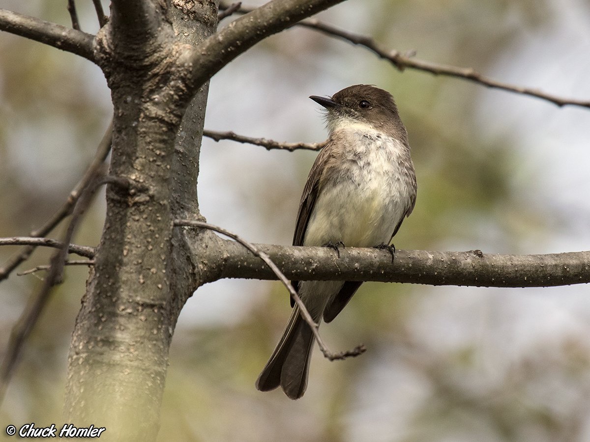 Eastern-Phoebe---Heinz.jpg