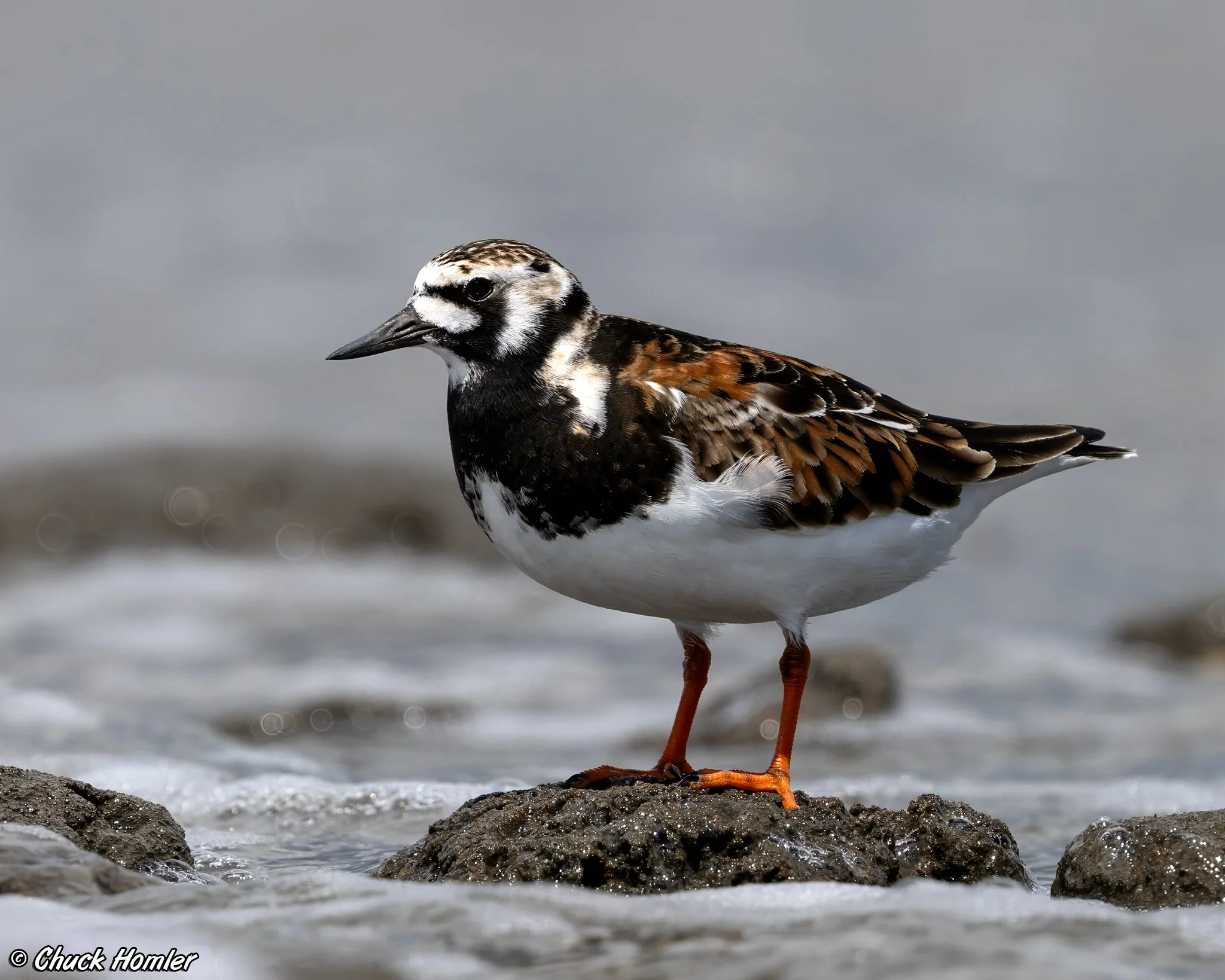 Ruddy Turnstone