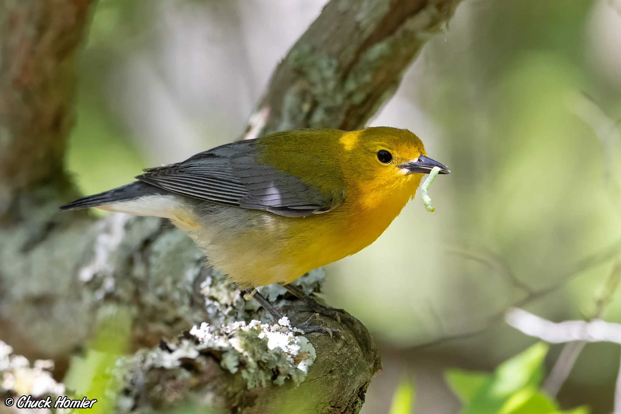 Prothonotary Warbler