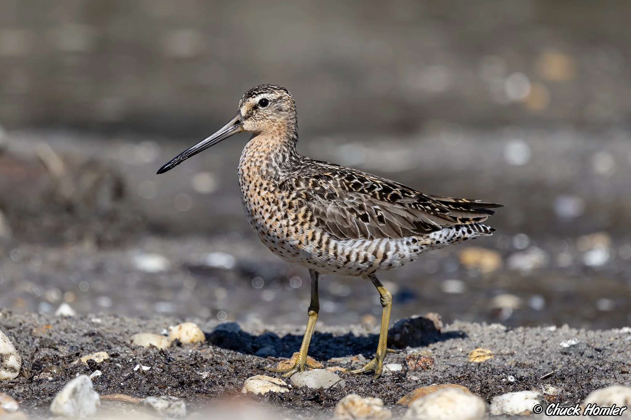 Short-Billed Dowitcher