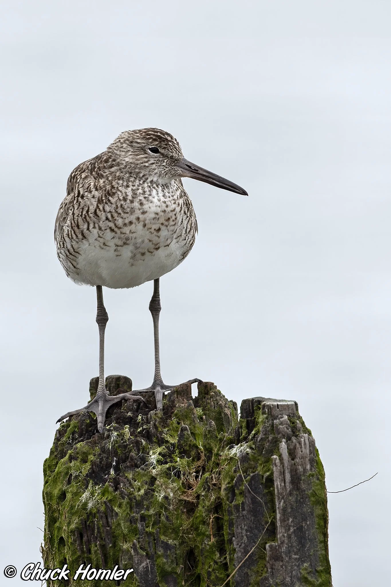 Willet