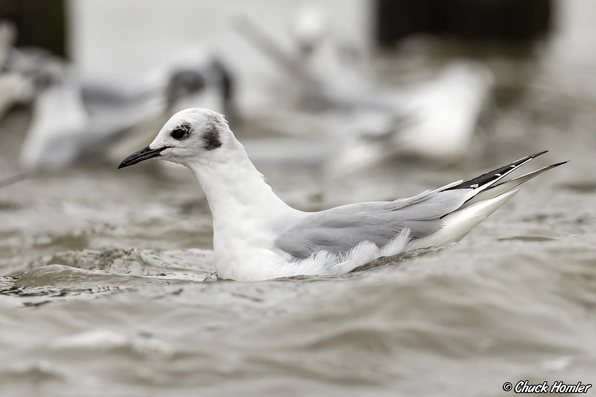 Bonaparte's Gull
