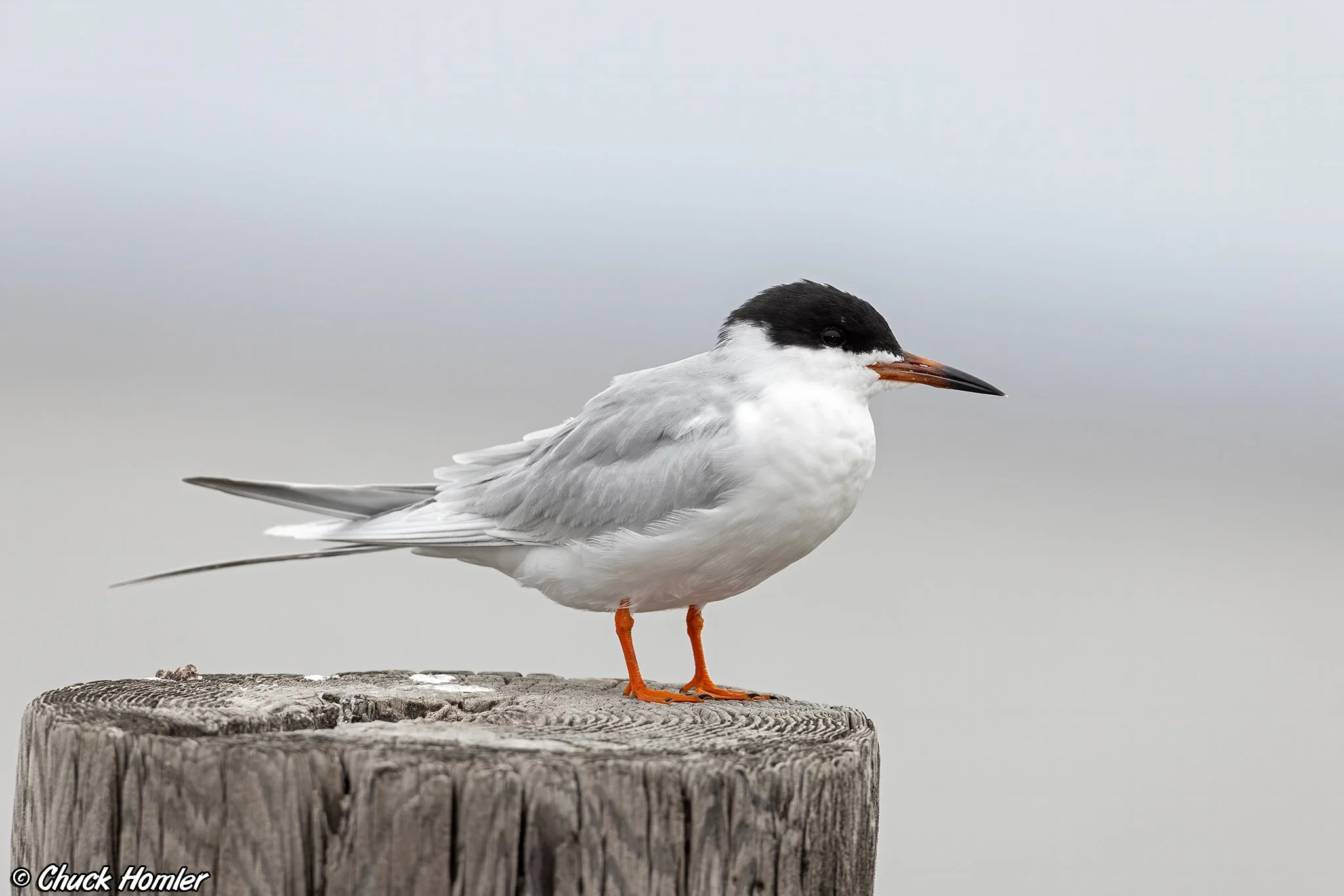 Forster's Tern