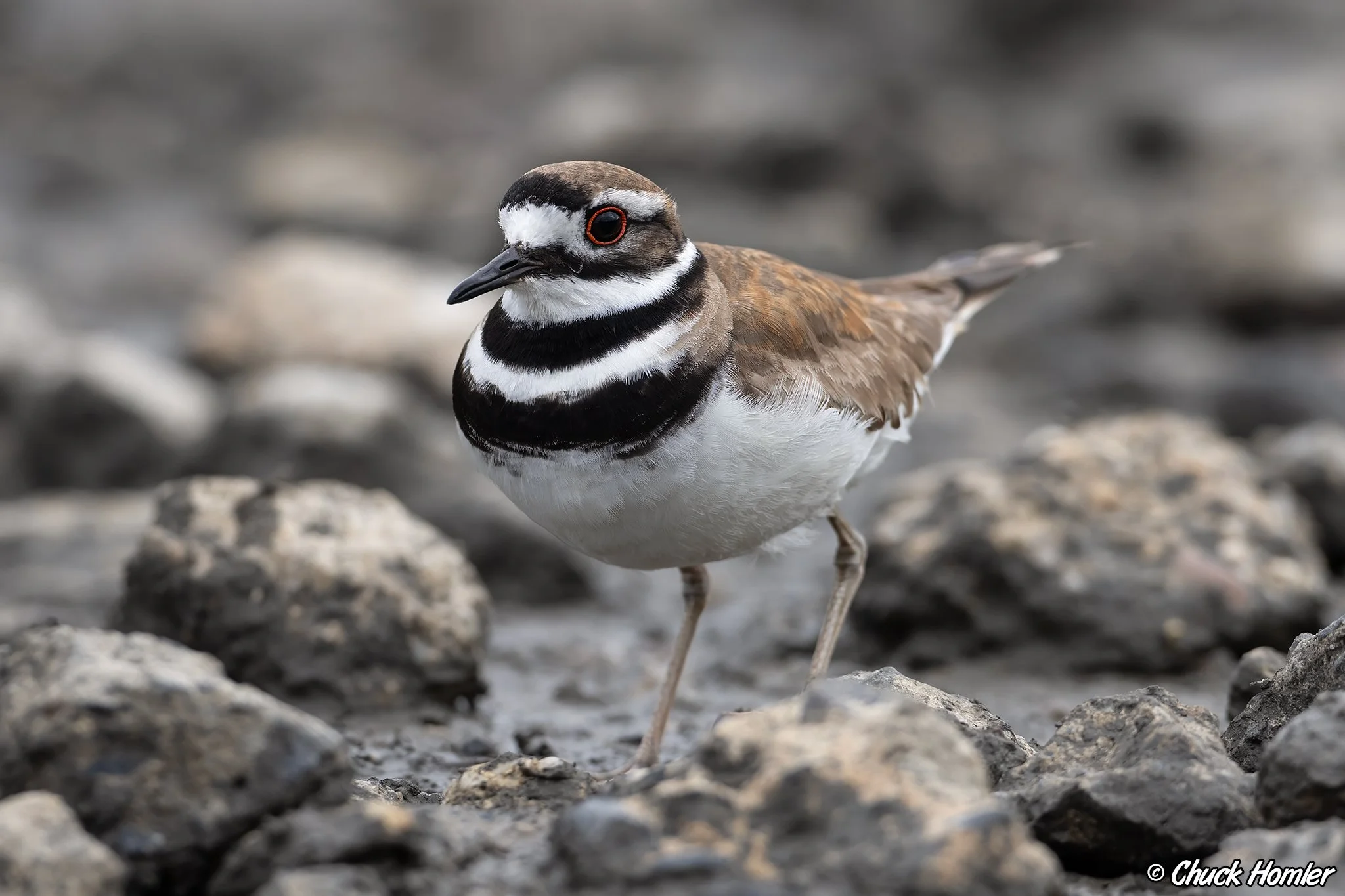 Killdeer