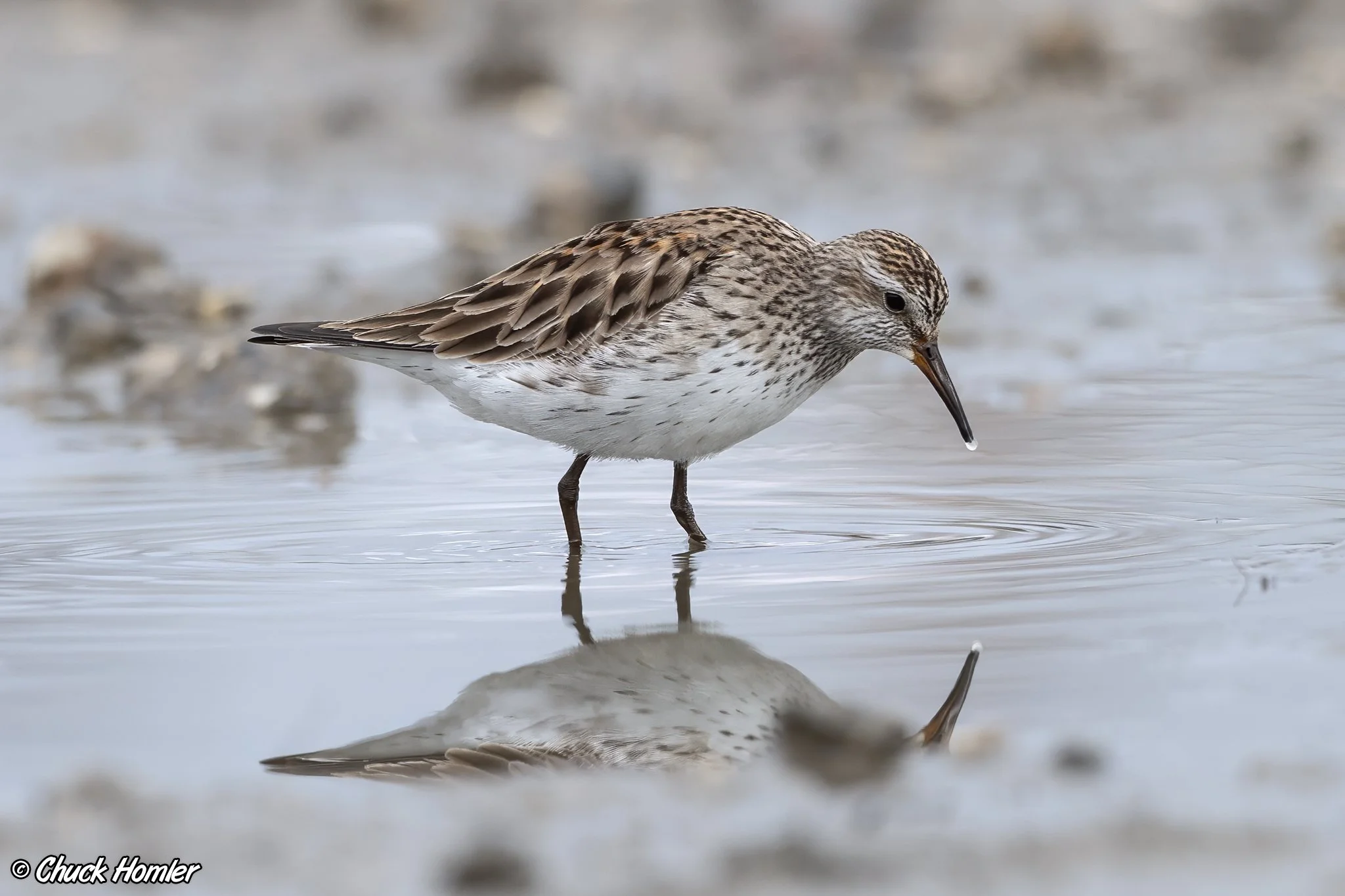 White-Rumped Sandpiper
