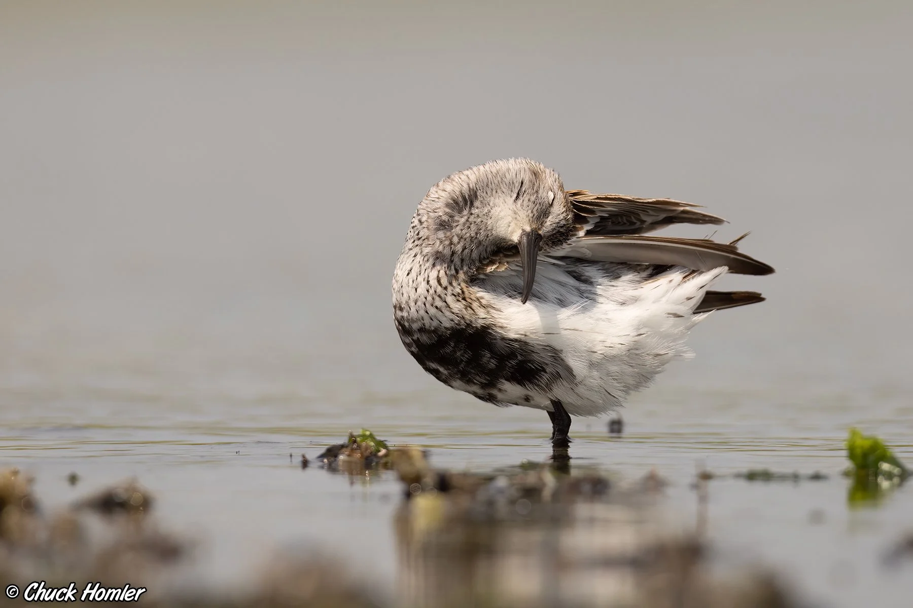 Preening Dunlin