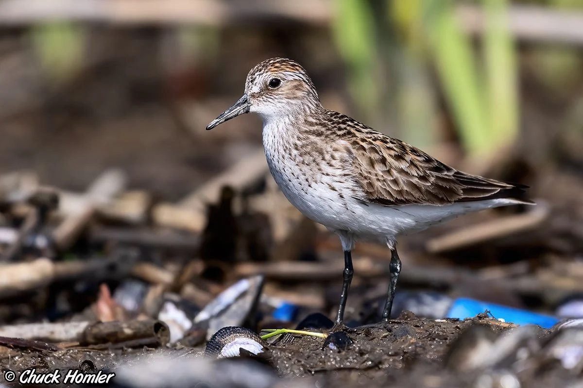 Semipalmated Sandpiper