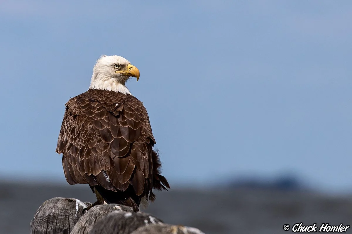 Bald Eagle
