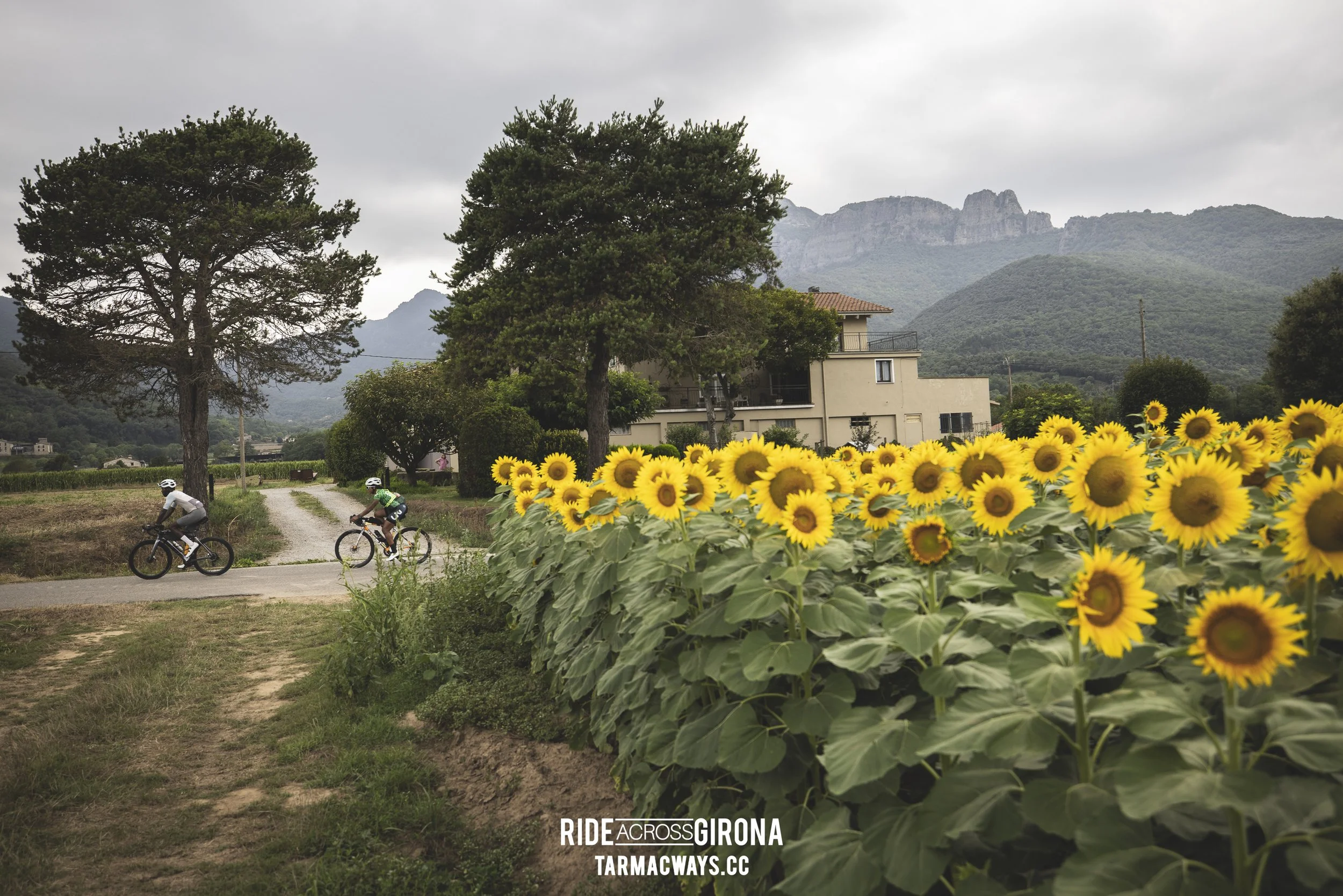 Sunflowers were happy that day!