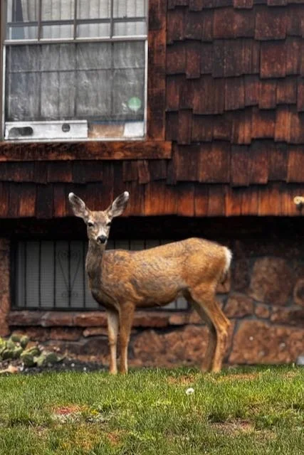 Yellowstone Blogpost - 3 of 25.jpeg