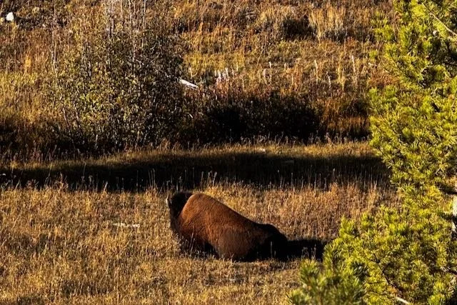 Yellowstone Blogpost - 12 of 25.jpeg